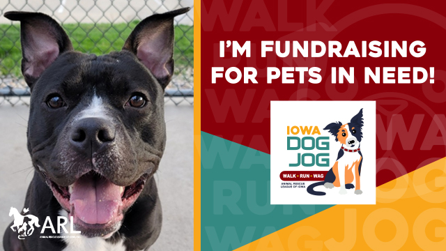 IDJ Facebook Cover Photo Dog