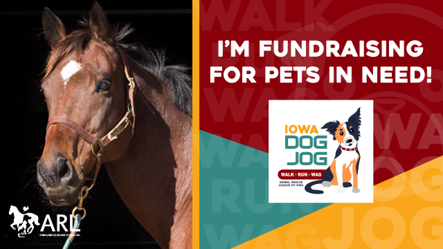 IDJ Facebook Cover Photo Horse