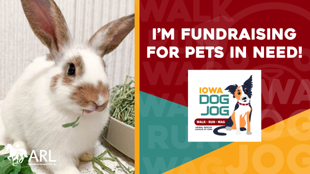 IDJ Facebook Cover Photo Rabbit