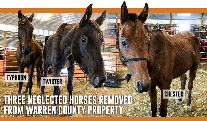ARL neglected horses rescued