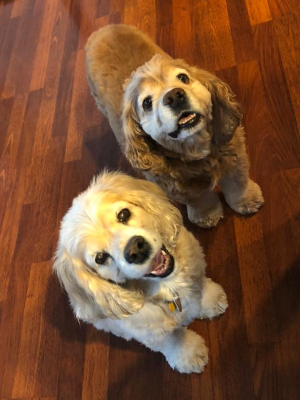 The pups are pumped to celebrate Bella's 14th & Buddy's 11th birthday this year by supporting all the other pups who need love!