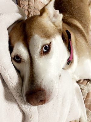 Meet Nova, she is a rescue of mine that came to Iowa from a high kill shelter In Oklahoma