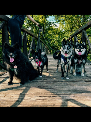 Sakari, Miska, Sitka, & Suka