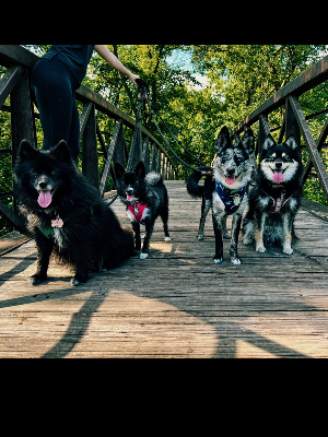 Meet the Pack!
